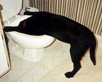 ca c� un ami qui �t� trop bour� ils apel halim